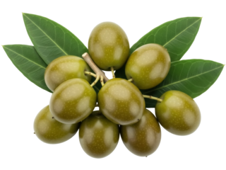 Isolated cluster of green unripe olives on a twig surrounded by leaves with visible veins
