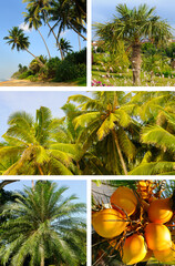 Tropical Palm Tree Collage with Exotic Coconuts and Sandy Beach