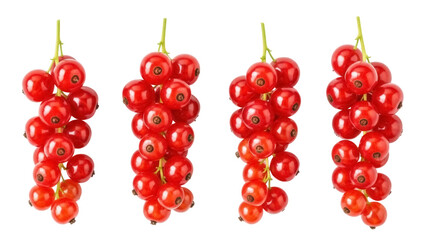 Isolated fresh red currant fruit sprigs close up for market, berry crop, ingredient food