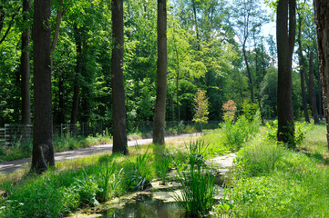 Tranquil Summer Woods with Green Foliage and a Small Stream