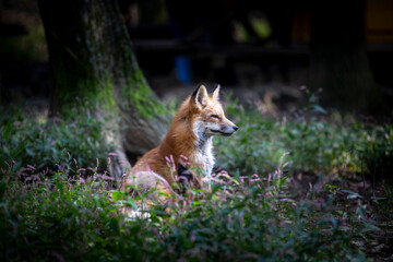A close-up of a fox at Zao Zoo in Miyagi Prefecture, Japan