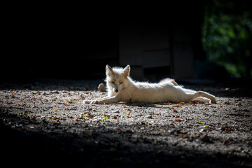 A close-up of a fox at Zao Zoo in Miyagi Prefecture, Japan