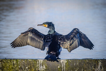 Cormorant Drying Wings by the Water