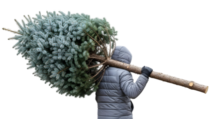 Man carrying a large christmas tree on his shoulder isolated on transparent background