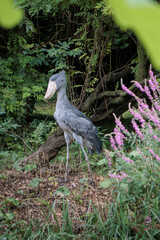 Shoebill (Balaeniceps rex) aka whalebill, whale-headed stork, shoe-billed stork at the Pairi Daiza in Brugelette, Belgium