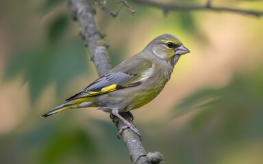 European greenfinch bird perched on tree branch in forest habitat vibrant yellow and green plumage close up nature photography