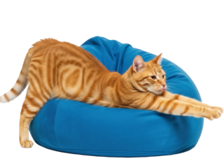 Isolated ginger tabby cat stretches out on blue beanbag chair, looking relaxed and content