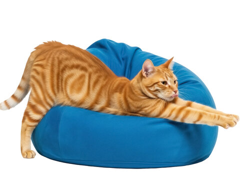 Isolated ginger tabby cat stretches out on blue beanbag chair, looking relaxed and content
