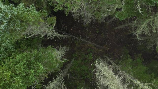 Top down aerial view of dense forest canopy with lichen covered trees, Quebec, Canada