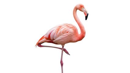 Isolated pink flamingo standing on one leg in a studio for art or decorative purpose