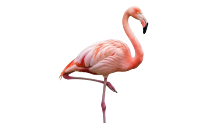 Isolated pink flamingo standing on one leg in a studio for art or decorative purpose
