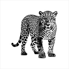 Leopard wildlife vintage illustration