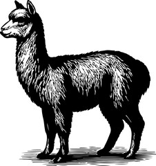 Obraz premium Vintage illustration of a majestic alpaca a south american came lid mammal.