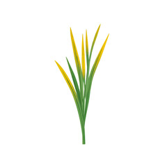 2D_icon_lemongrass_stalk_isolated_on_a_white, Vector, eps, flat design, animation design, simple flat 2D icon, minimalist design, clipart, illustration. 