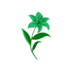 flat_2D_icon_lily_flower_isolated_on_a_white_Vector, eps, flat design, animation design, simple flat 2D icon, minimalist design, clipart, illustration. 