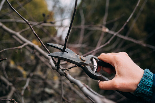 Close-up of a person's hand using pruning shears to trim a bare tree branch in autumn