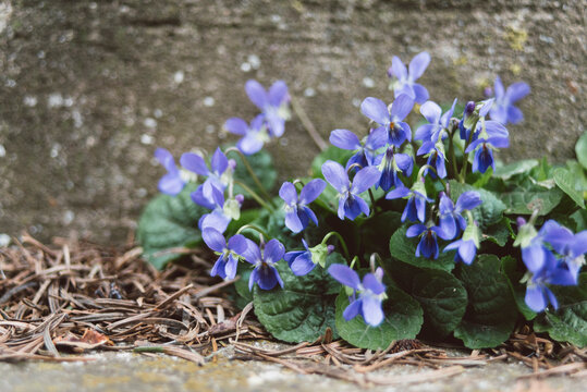A cluster of small, delicate purple violets near a textured stone wall with fallen pine needles on the ground