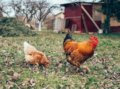 Majestic, colorful rooster and a cute hen foraging in a grassy yard with fallen leaves and a rustic shed