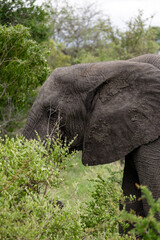 Wild african elephant in its natural habitat. Wildlife animal conservation and safari tourism...