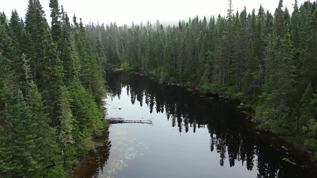 Drone ascend over winding river through untouched boreal forest conveying isolation and calm peaceful wilderness
