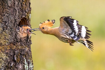 A female eurasian hoopoe feeds her young on a nest in a tree hollow. © Simon Kovacic