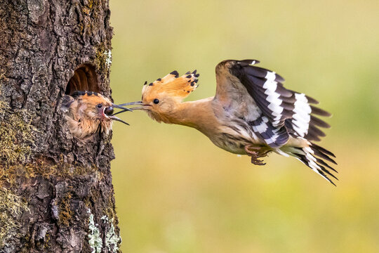 A female eurasian hoopoe feeds her young on a nest in a tree hollow.