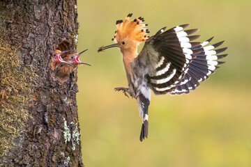 A female eurasian hoopoe feeds her young on a nest in a tree hollow. © Simon Kovacic