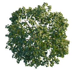 Catalpa speciosa tree plan, top view, cutout, 4K PNG, isolate, Lush green tree foliage with vibrant leaves isolated