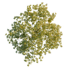 Obraz premium Magnolia grandiflora tree plan, top view, cutout, 4K PNG, isolate, Vibrant green tree with lush foliage on transparent background