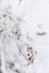 Dried plant branches covered in fresh white snow creating a beautiful contrast between brown colors white winter