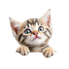 Obraz premium Adorable kitten with blue eyes and striped fur peeking over edge on transparent background