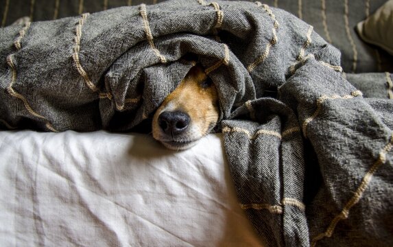 dog sleeping on the floor