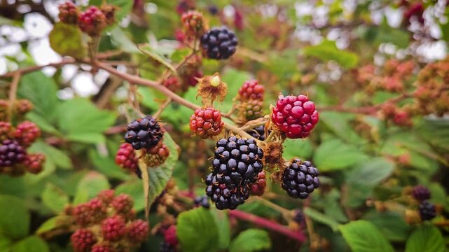 Vibrant blackberry clusters ripening on bramble branch. Colorful berries transitioning from red to deep purple in natural garden setting. Fresh wild fruit forming richly on thorny stems surrounded by