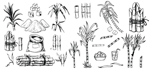 A set of sugarcane illustrated in a hand drawn style with sugarcane leaves forming a natural background. Food and beverage branding, sugar products, rum and ethanol concepts, agricultural illustration