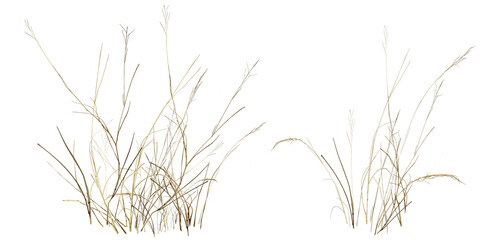 grass isolated on white background