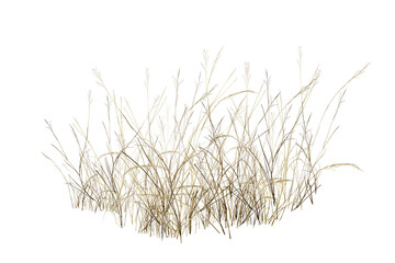 Fototapeta premium green grass isolated on white/Dry wild grass isolated on a white background, showing natural textures and minimalist botanical beauty.