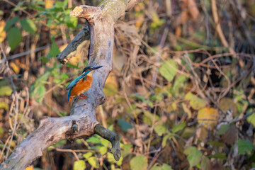 kingfisher on a branch