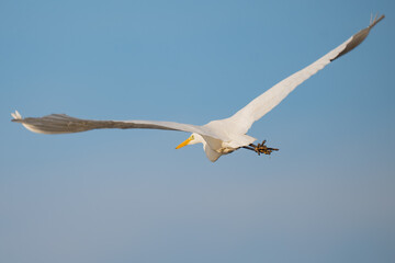 snowy egret in flight
