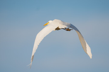 snowy egret in flight