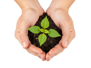 Isolated young plant seedling in human hands with soil, spring cultivation in gardening concept