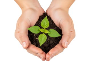 Isolated young plant seedling in human hands with soil, spring cultivation in gardening concept