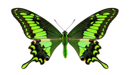 Isolated Green Swallowtail Butterfly with Open Wings, Insect with Striking Wing Patterns