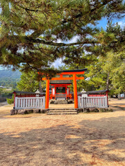 Small Shinto shrine and torii gate under pine trees
