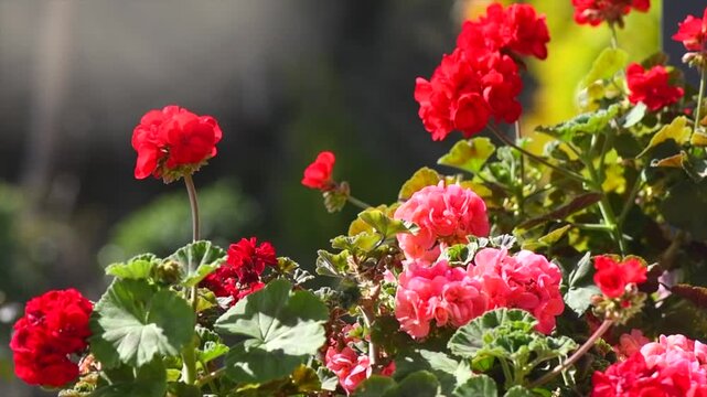 Geranium red and pink flowers. Beautiful geranium flower blooming on a terrace, outside. Nature. Slow motion. Pelargonium. Geranium Peltatum. Outdoor Garden, gardening. Slow motion 