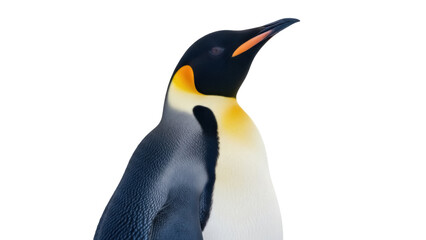 Isolated Emperor Penguin Close-Up for Natural History, Wildlife or Environmental Themes
