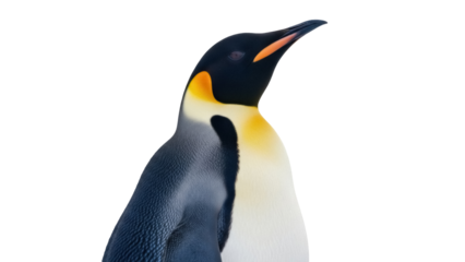 Isolated Emperor Penguin Close-Up for Natural History, Wildlife or Environmental Themes