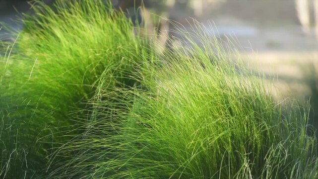 Mexican feather grass in modern garden, gardening, landscaping, design. Stipa tenuissima Pony Tails, Nassella. 