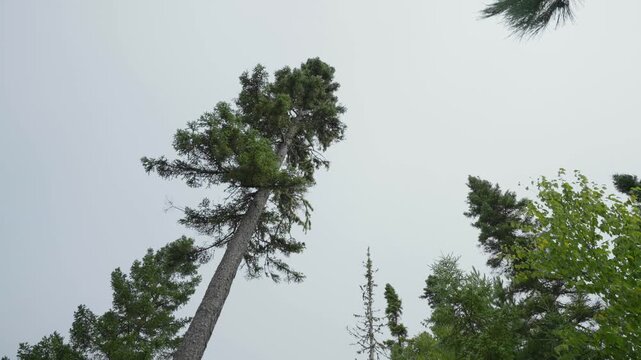 Upward rotating around tall boreal tree tall height and forest canopy against overcast sky, Seignurie Du Triton Quebec Canada