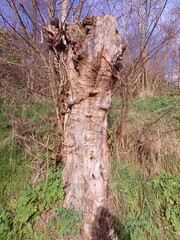 dead tree trunk
