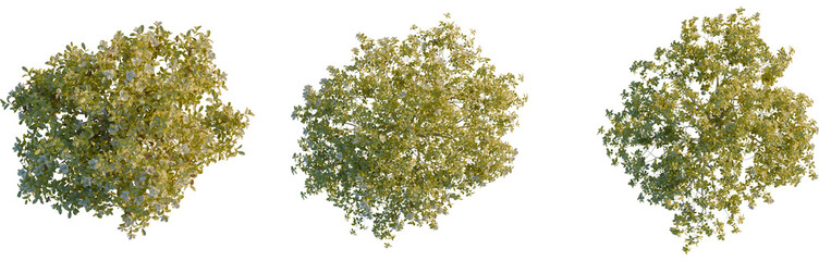 Magnolia grandiflora tree plan, cutout, top view, isolate, 4K PNG, Three green tree tops with...